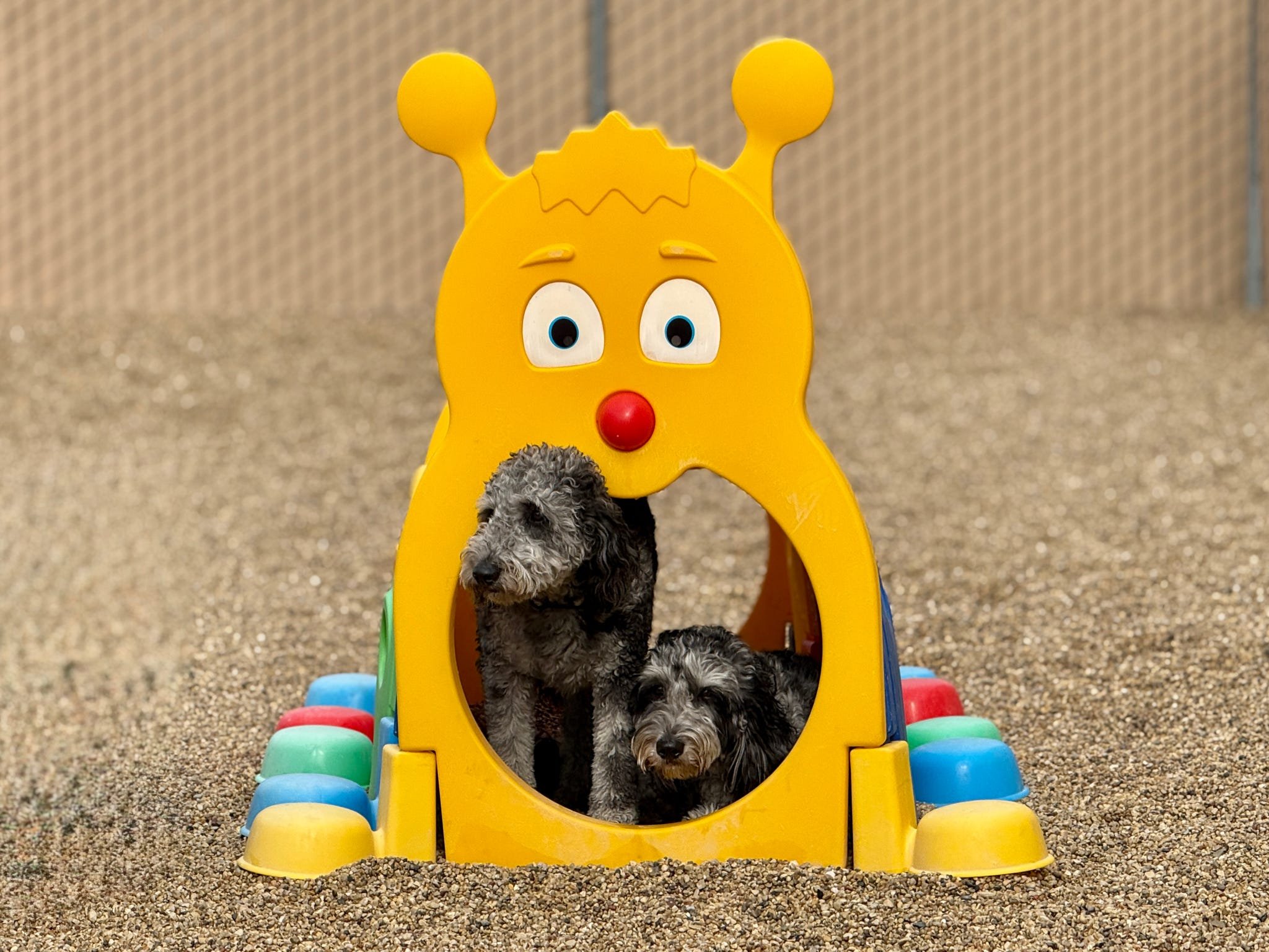 Two black and gray curly-haired puppies inside a yellow giraffe-shaped playground structure on sandy ground.