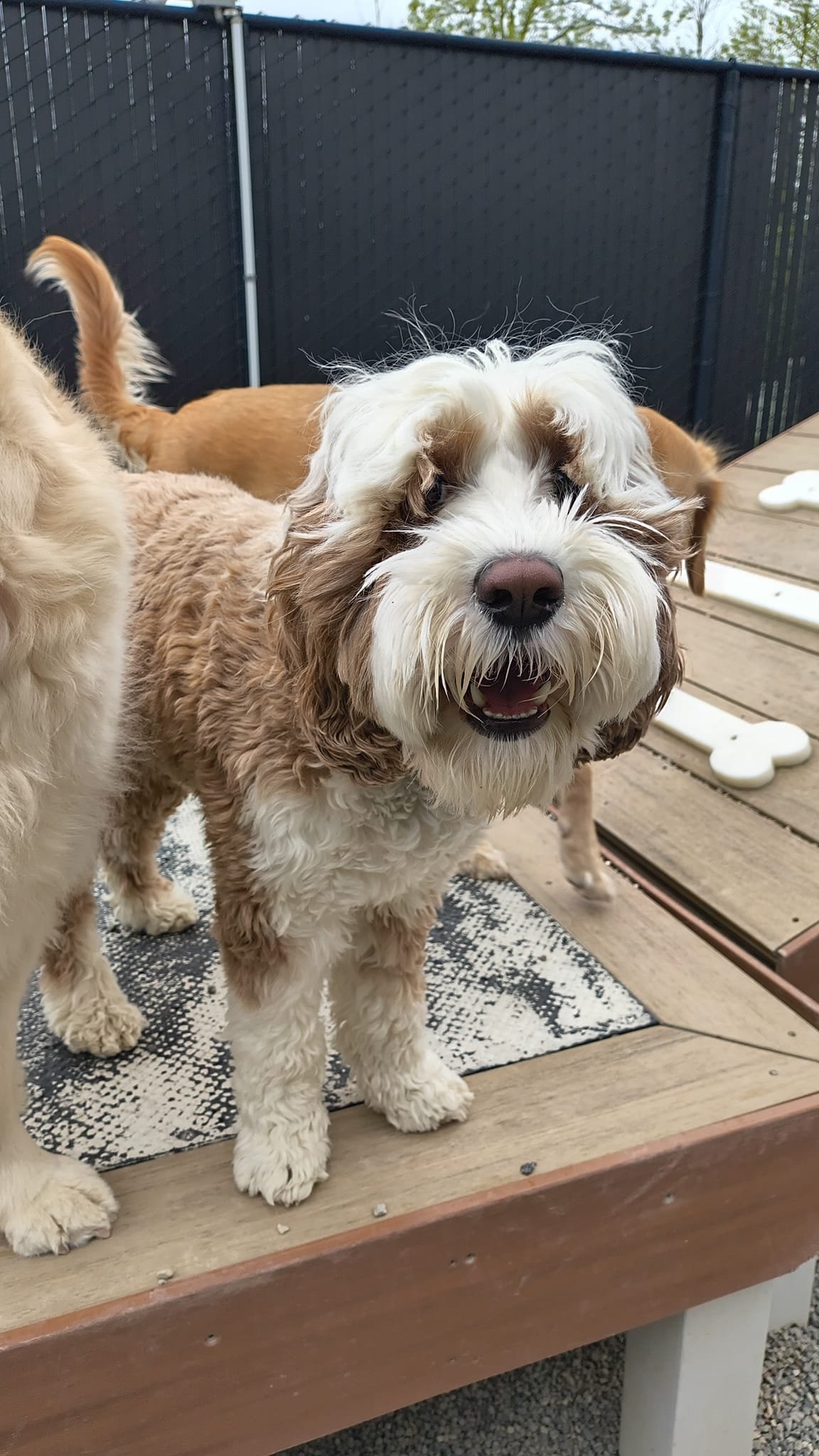 A happy brown and white fluffy dog with long ears standing on a wooden deck, with another dog and dog bones in the background.