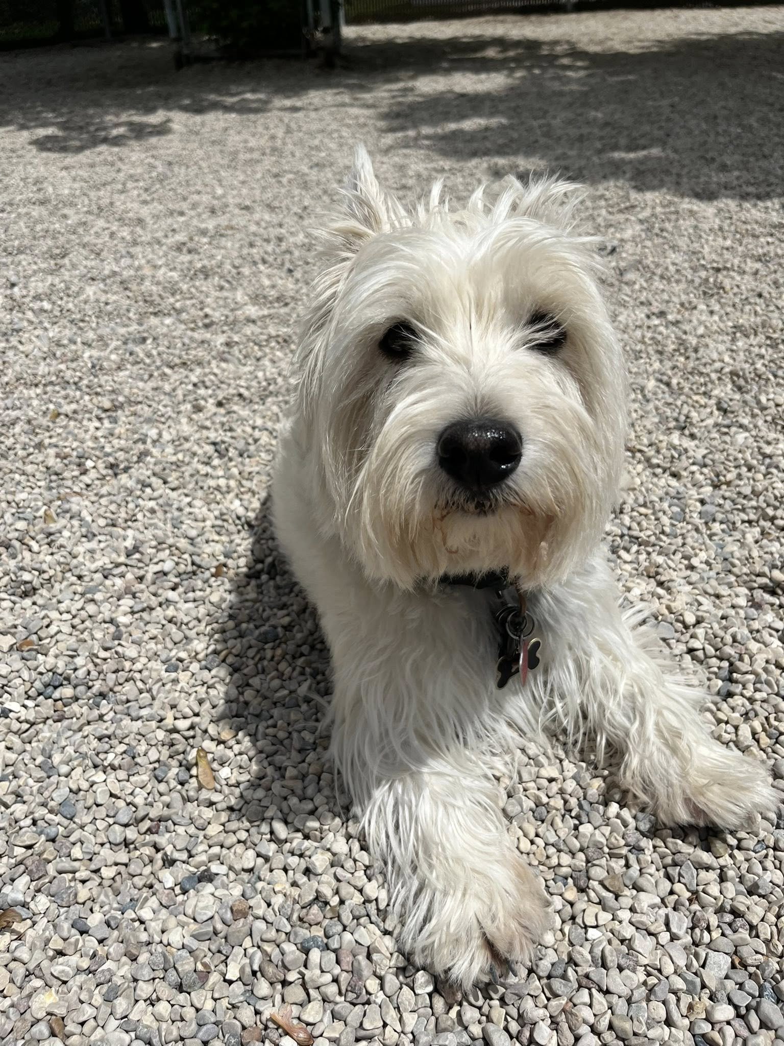 A white, fluffy dog with long fur, sitting on a gravel surface outdoors, with trees and shadowed area in the background.