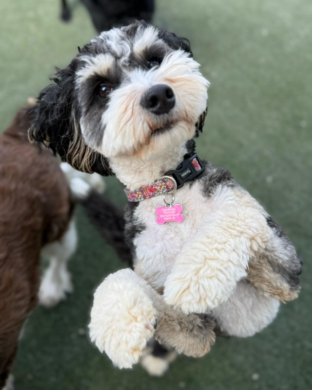 Cute black and white dog with curly fur, wearing a collar with a pink tag and a harness, sitting on green ground.