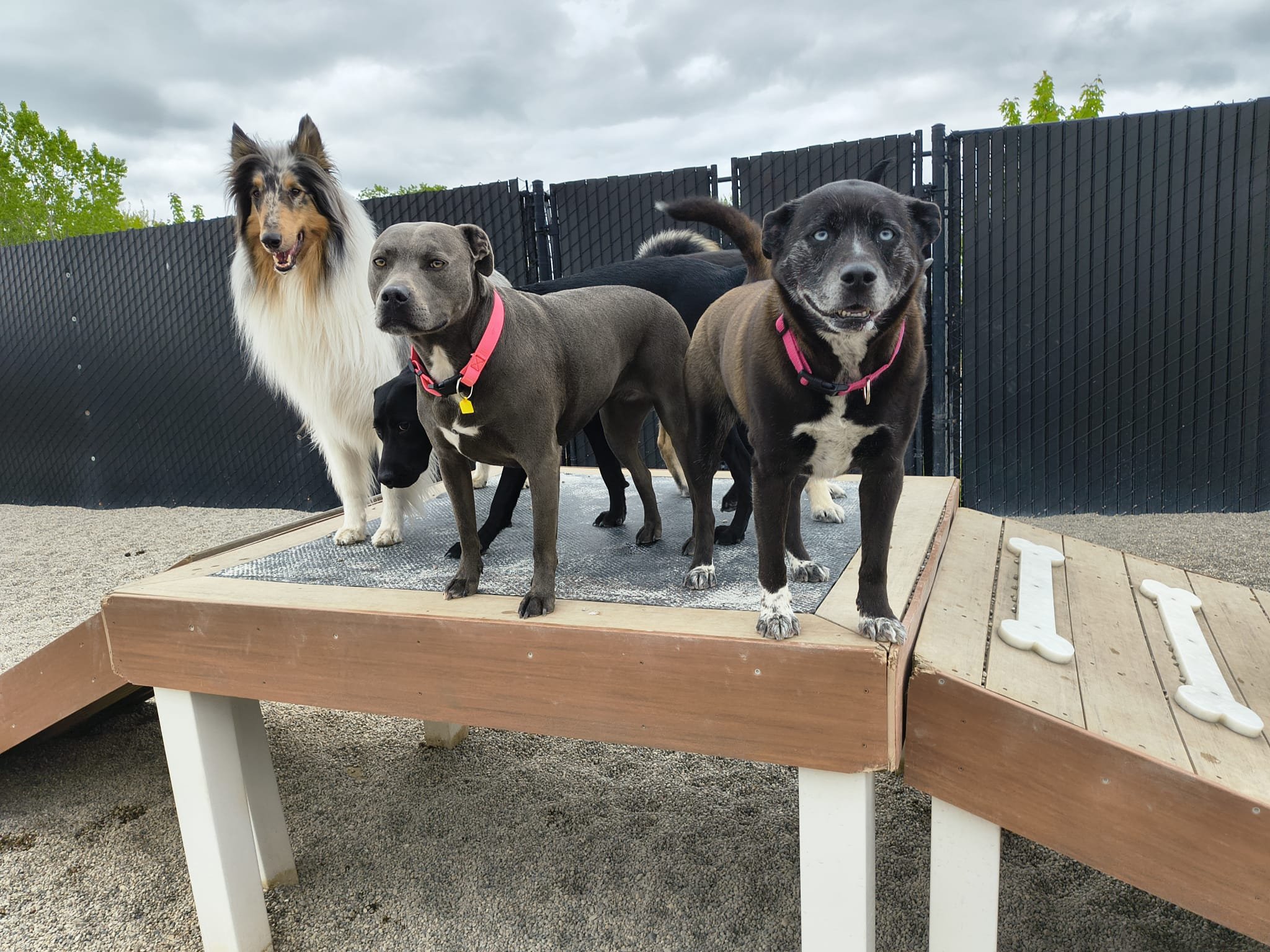 Four dogs standing on a wooden platform in an outdoor yard, with a black fence and cloudy sky in the background.