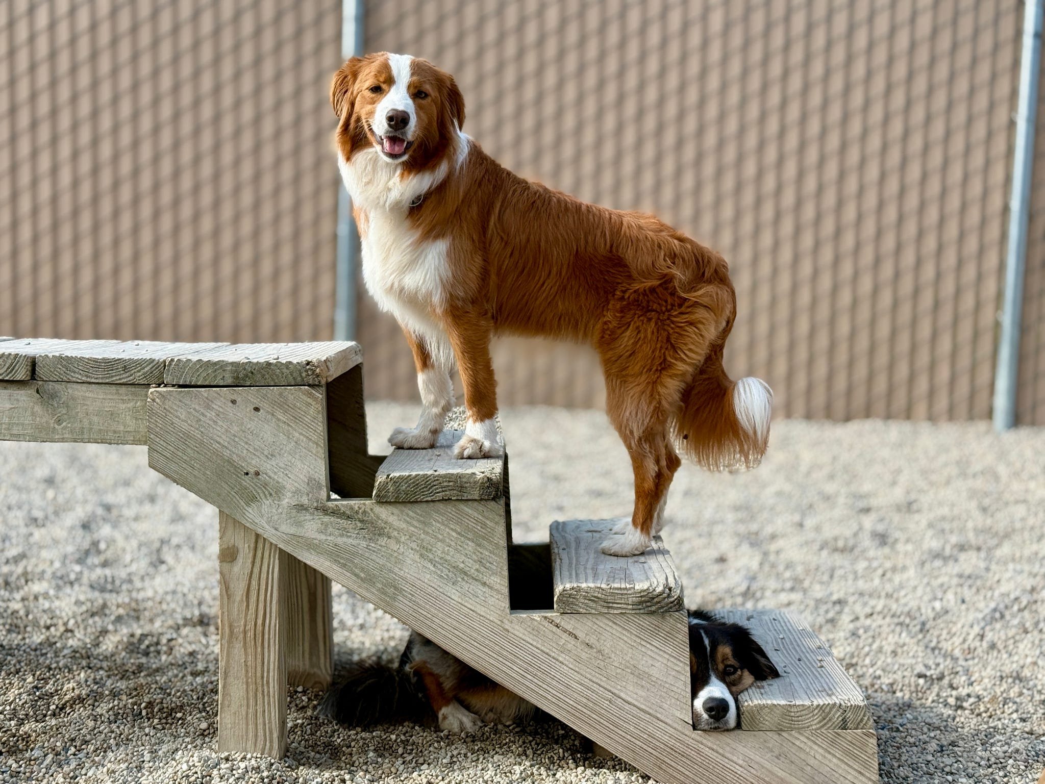 A brown and white dog standing on a wooden ramp with another dog lying underneath, partially hidden by the ramp.