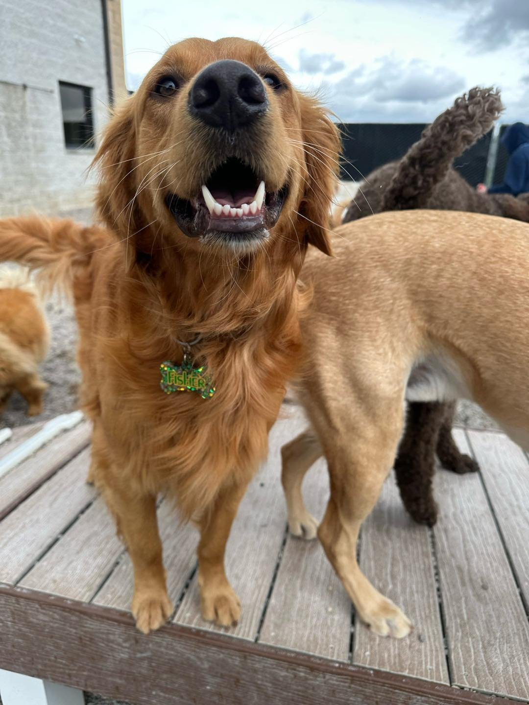 Close-up of a happy golden retriever dog with a green 'Fisher' name tag, standing on a wooden deck outdoors, with other dogs and cloudy sky in the background.