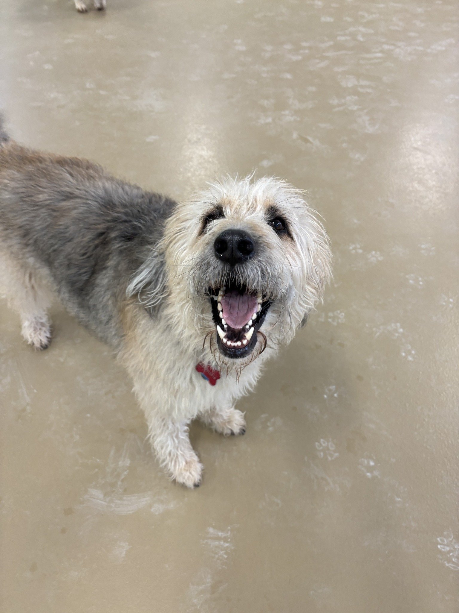 Happy small dog with light-colored fur and a red collar, standing on a tan polished floor, looking up with an open mouth and laughing expression.