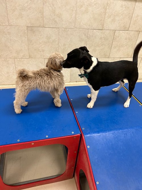 Two dogs, a small fluffy beige dog and a larger black and white dog, are touching noses on a blue platform in an indoor setting.