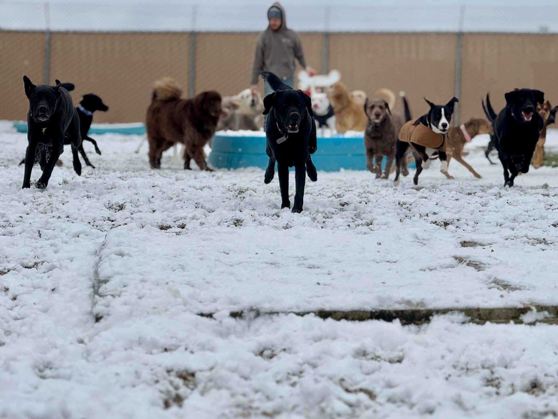 Group of dogs playing on snowy ground with a person in the background