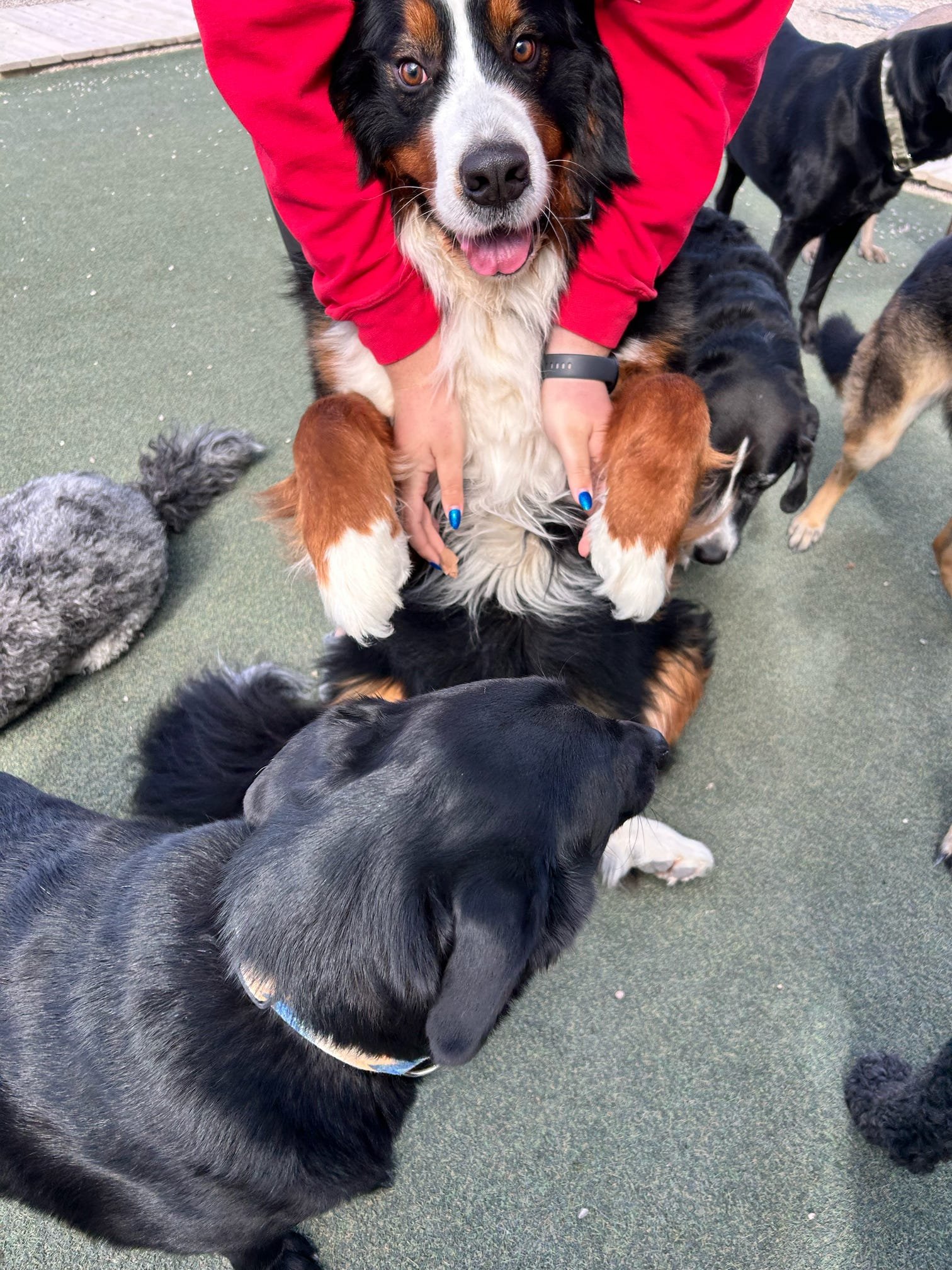 Person in red sweatshirt holds a large, happy Bernese Mountain Dog on its back surrounded by other dogs on a green outdoor surface.
