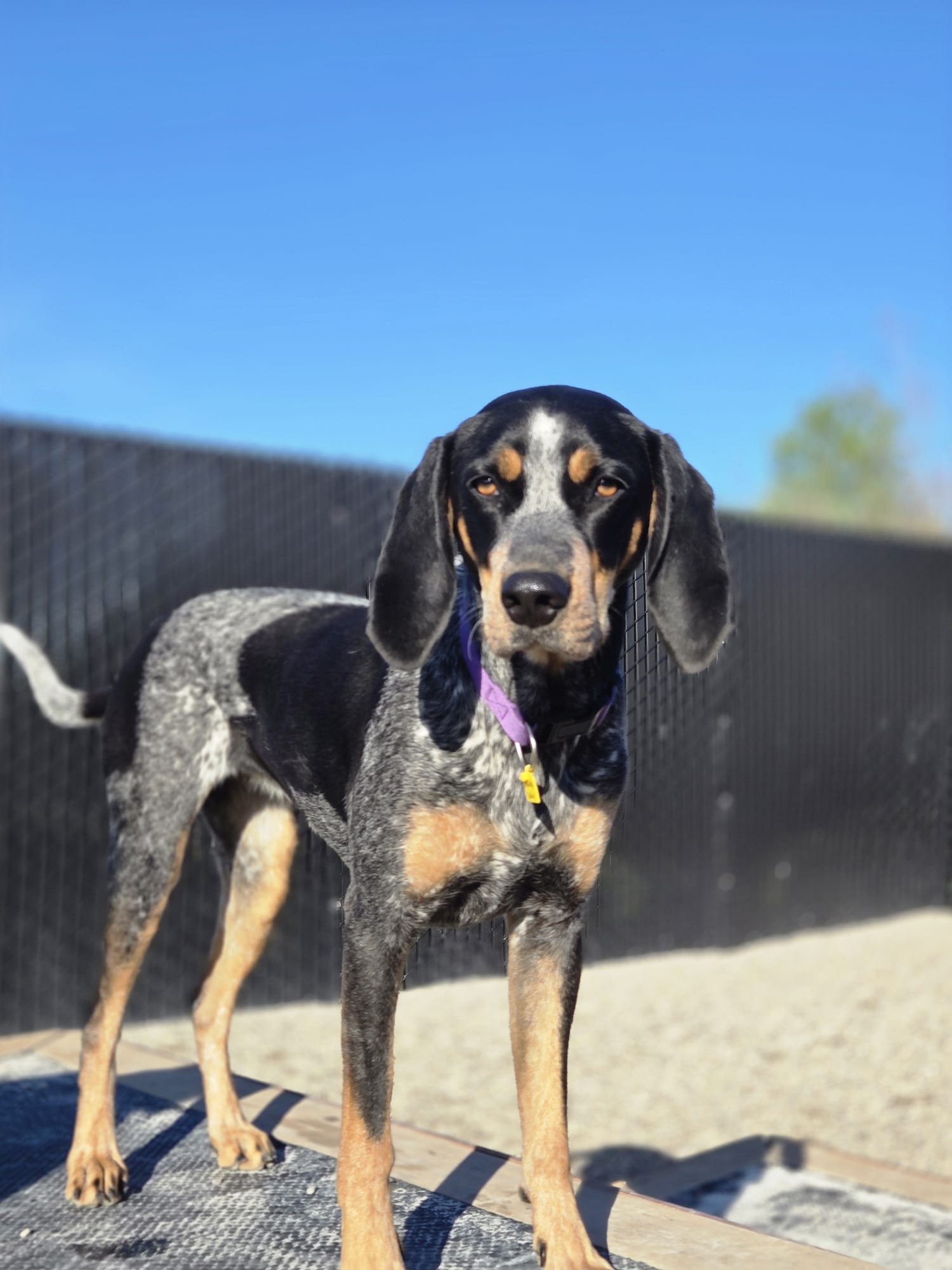 Black and tan hound dog with a speckled gray and black coat standing outdoors on a wooden surface under a clear blue sky, with a black fence and some trees in the background.