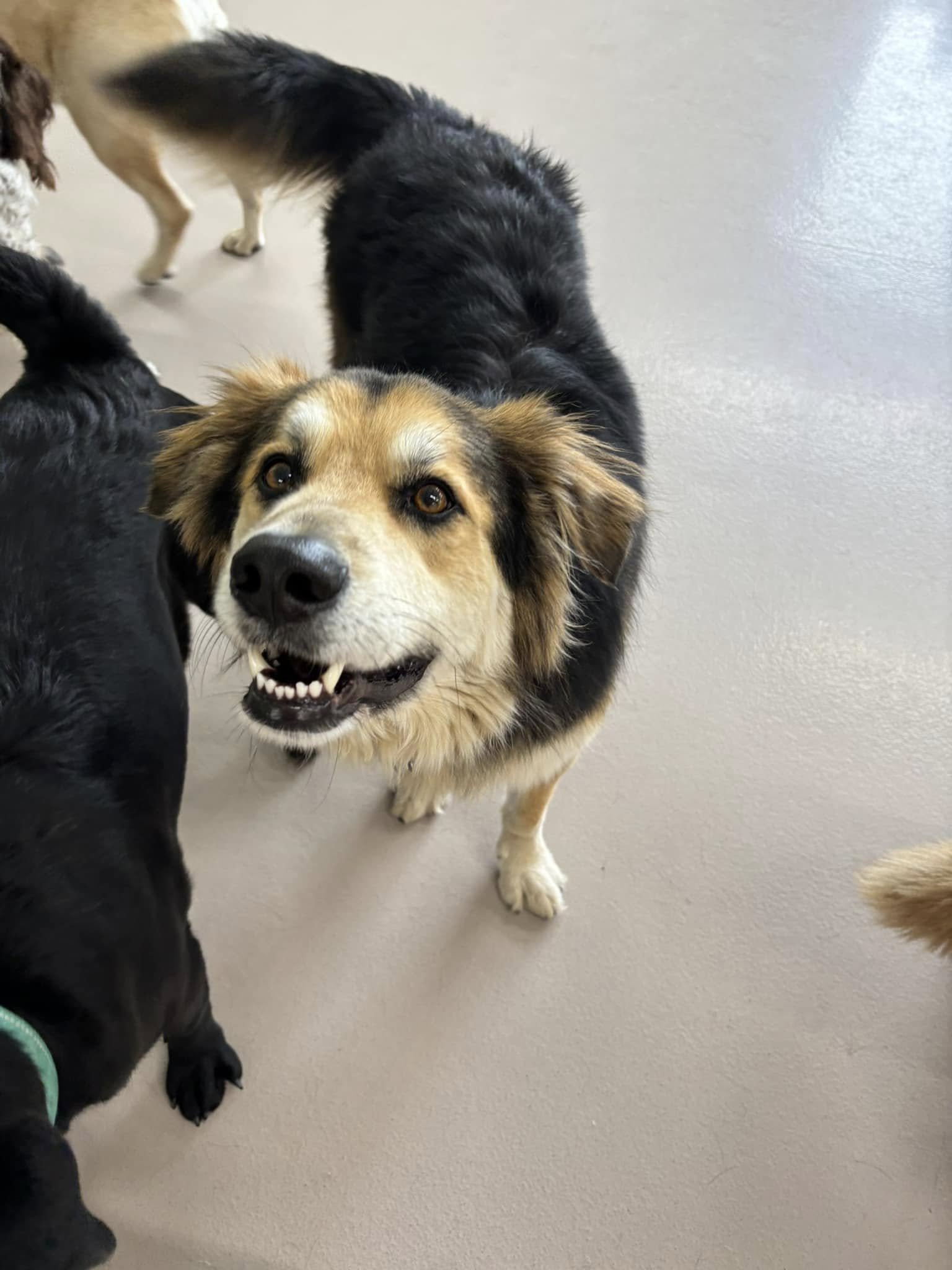 A cheerful dog with a black and tan coat and white paws looking up with a friendly expression, surrounded by other dogs on a smooth floor.