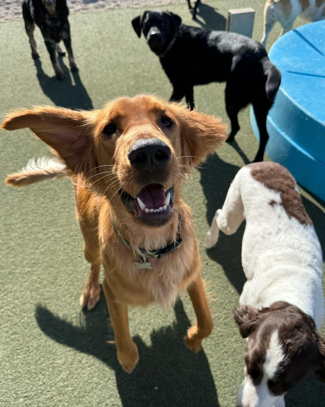 A group of dogs playing outside on a green turf surface, with one golden retriever looking up at the camera and other dogs in the background and nearby.