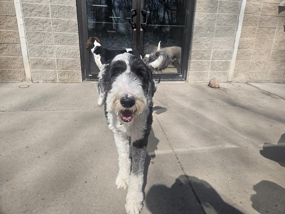 A happy black and white dog walking on a concrete patio outside a building, with two other dogs behind a glass door in the background.