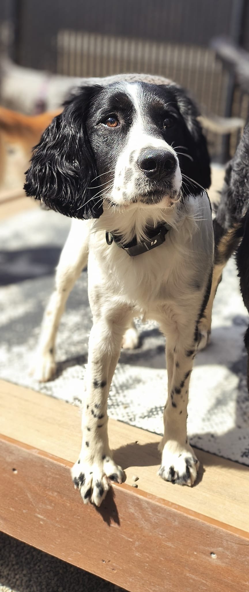 A black and white dog with floppy ears standing on a wooden surface outdoors, with a blurred background.