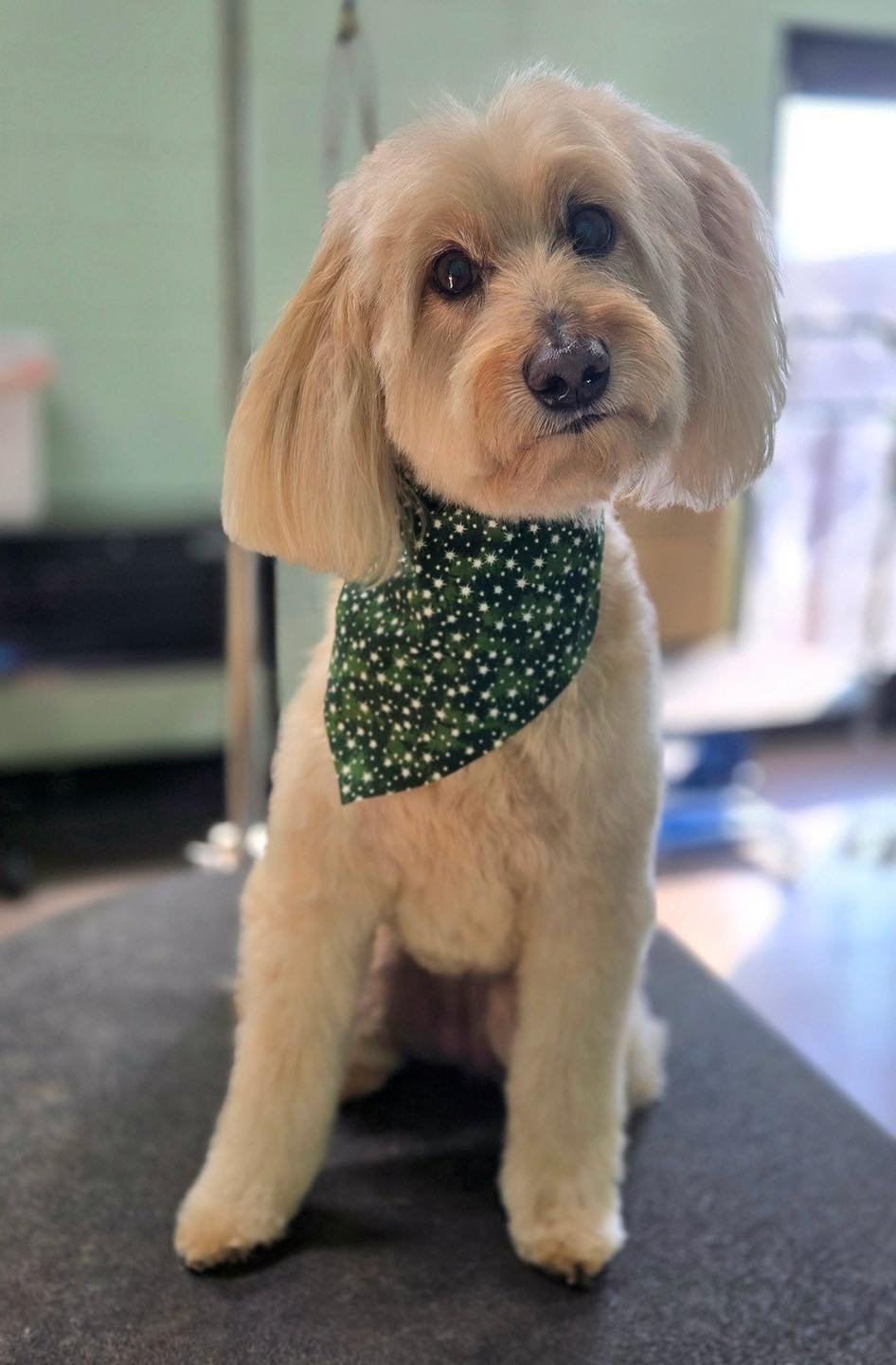 A cute, light-colored dog with floppy ears and dark eyes, wearing a green bandana with white star patterns, sitting indoors on a grey surface.