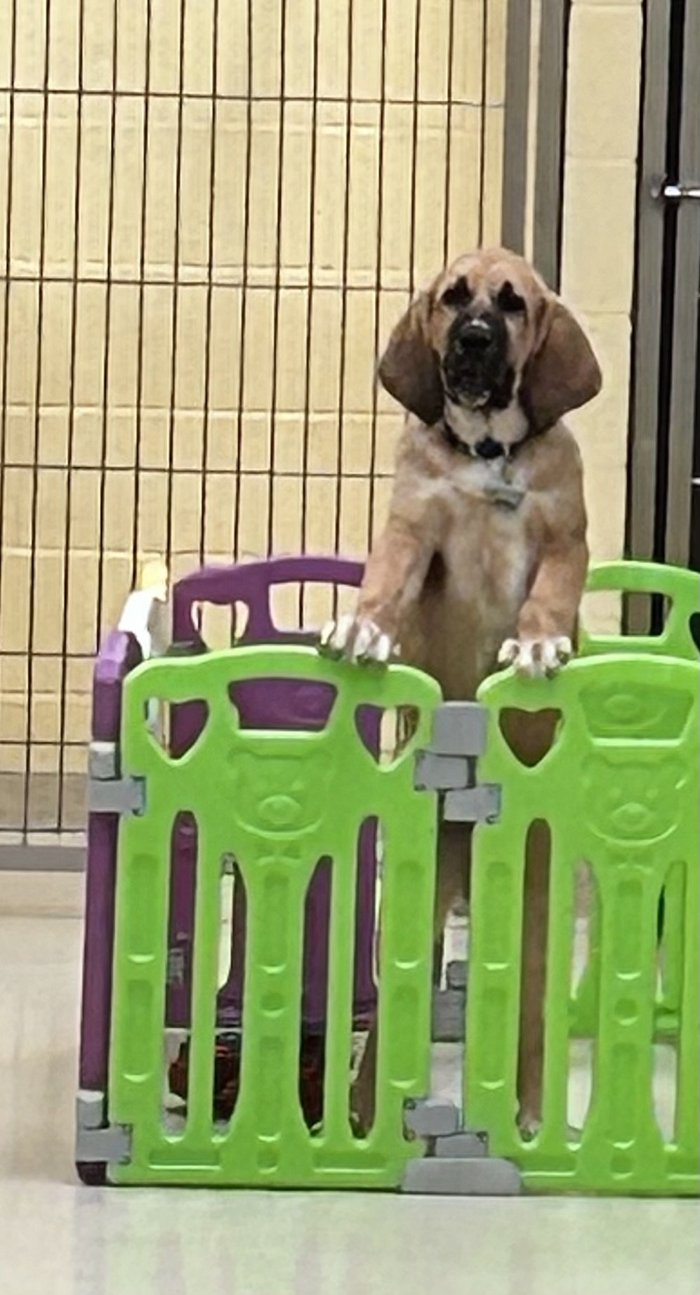 A puppy with a collar standing behind a colorful plastic gate inside a kennel with metal bars and a tiled wall.