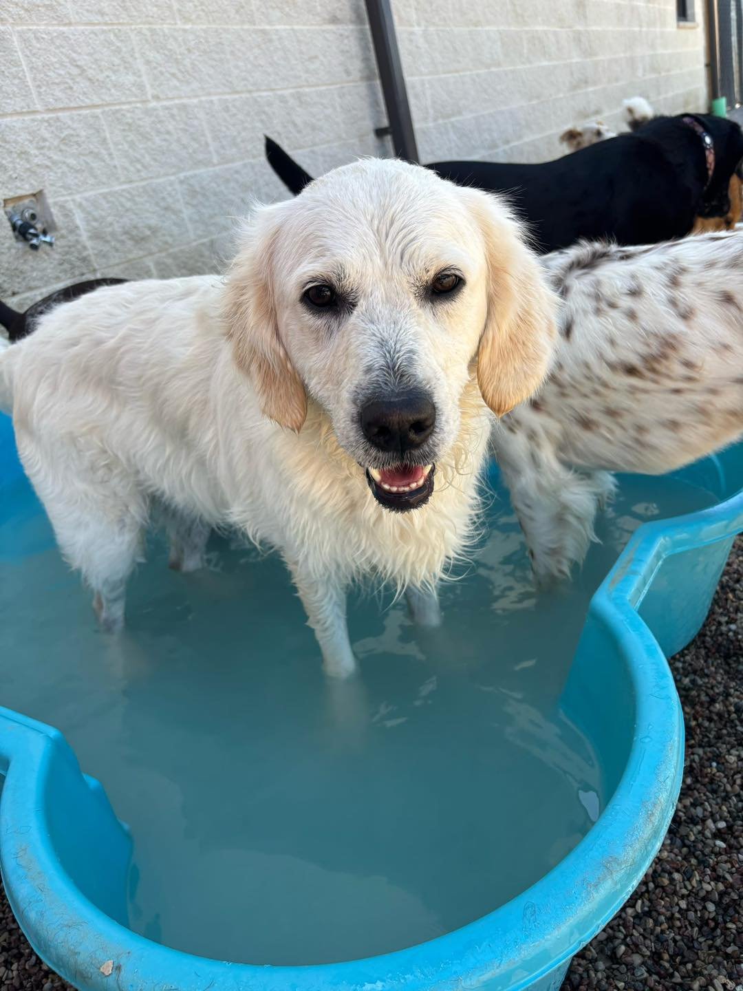 A happy dog standing in a blue plastic tub filled with water, outdoors against a brick wall, with other dogs in the background.