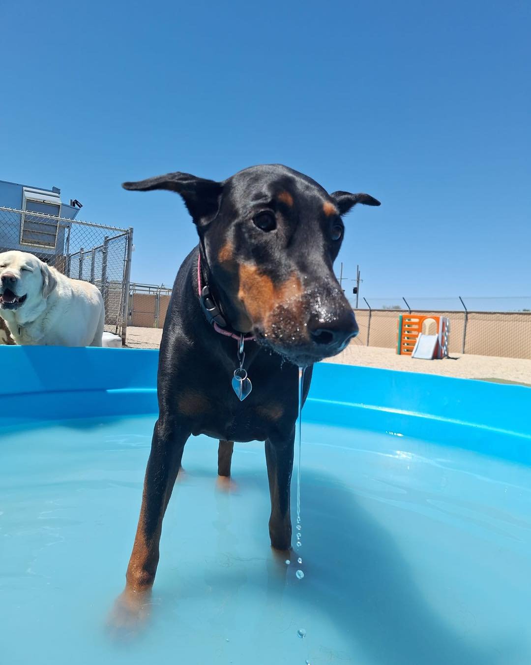 Black and tan Doberman dog standing in a blue plastic pool on a sunny day, with water dripping from its nose, and another white dog in the background.