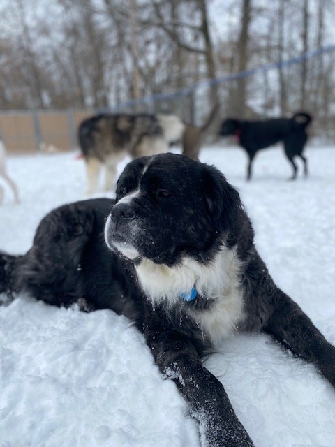 A black and white puppy lying in the snow with three other dogs in the background outdoors.