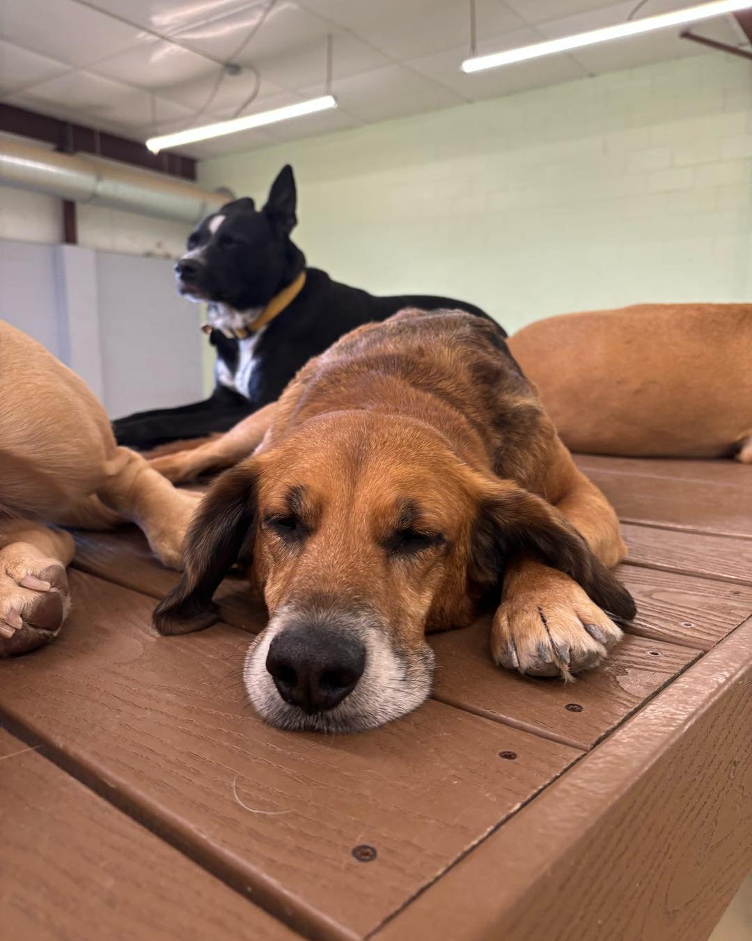 A brown dog with closed eyes sleeping on a wooden platform with paws crossed, with a black and white dog lying partially in the background and another tan dog partially visible on the side.