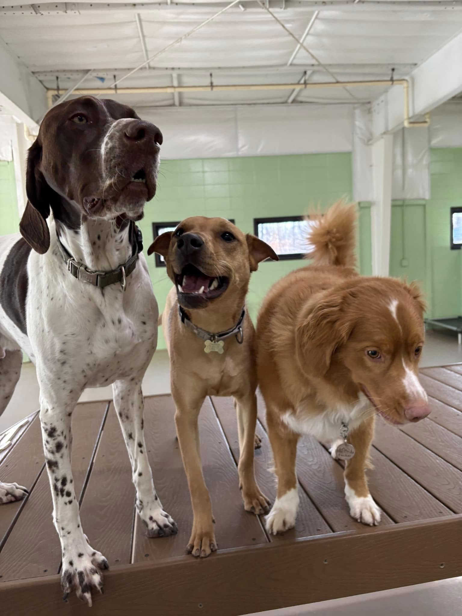 Three dogs standing on a wooden platform inside a room with green walls and small windows.