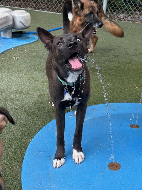 A playful black puppy with white paws and a blue collar is jumping in a splash pad, with water droplets coming from its open mouth, and a larger brown and black German Shepherd dog in the background at a dog park.