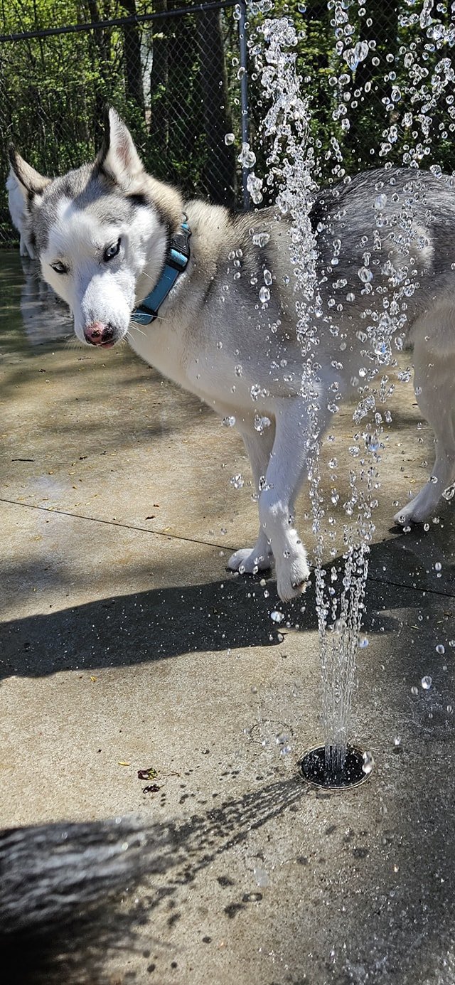 A Siberian Husky dog with a blue collar standing on a concrete surface under a stream of water from a sprinkler, with trees and a black fence in the background.
