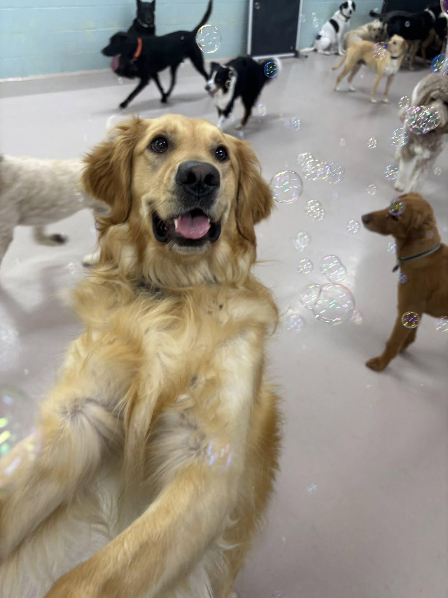 A golden retriever dog taking a selfie with several dogs playing in the background, surrounded by soap bubbles in an indoor play area.