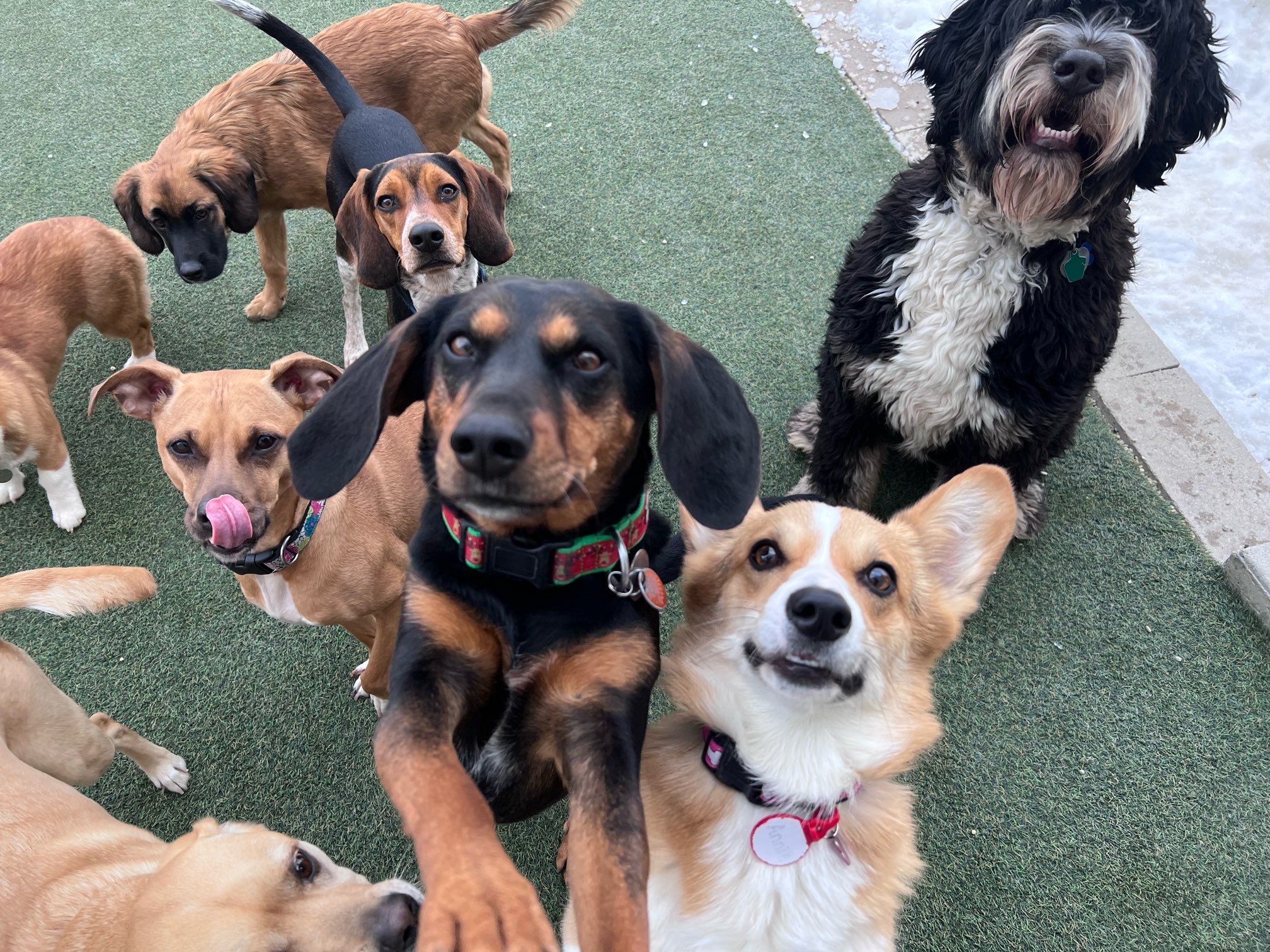 Group of eight dogs of various breeds, sizes, and colors on a green artificial turf surface, with a concrete edge in the background.