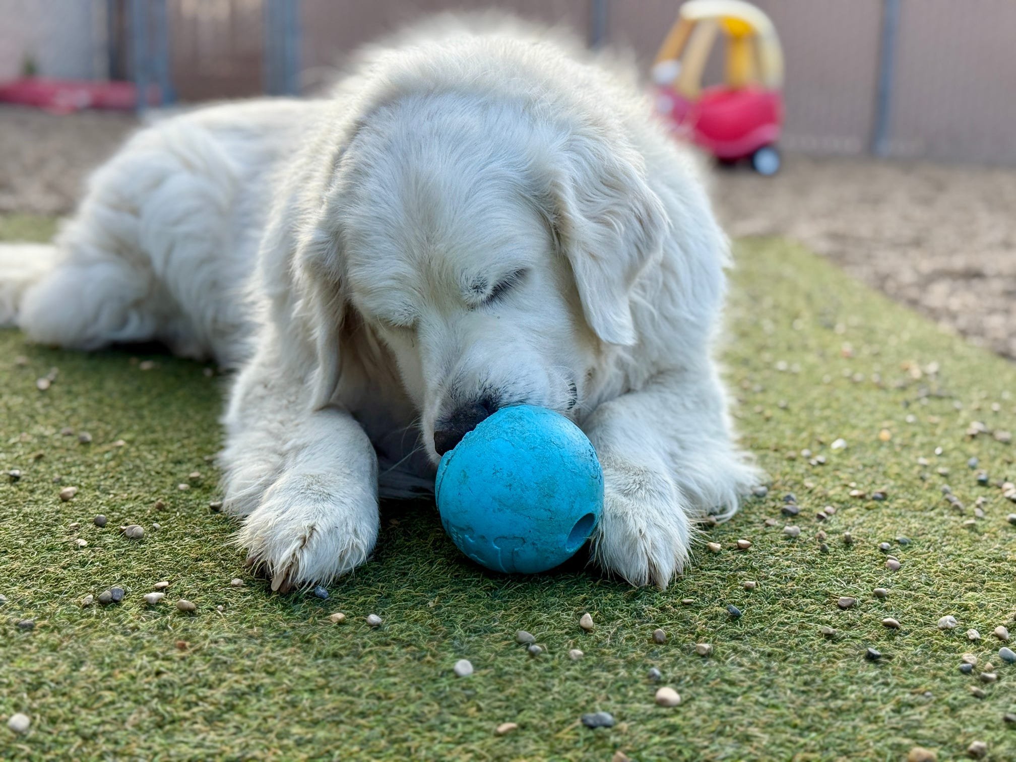 A golden retriever puppy is lying on a green outdoor carpet, chewing a blue rubber ball with its nose.