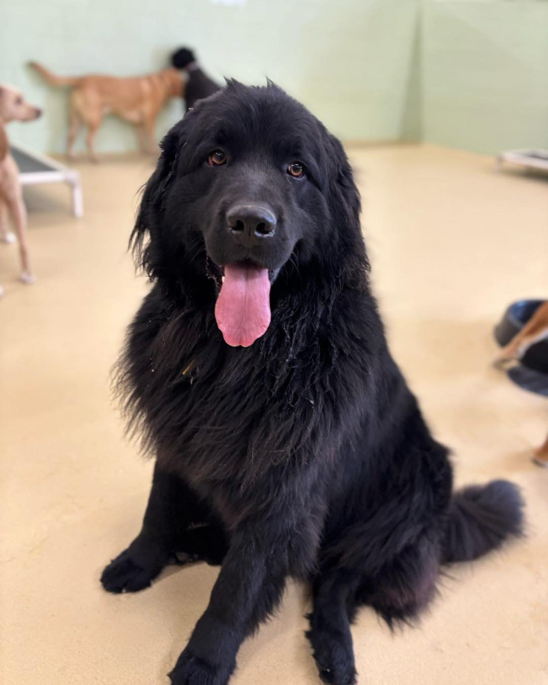 A black Newfoundlander dog with its tongue out sitting indoors, with other dogs in the background at a dog shelter or facility.