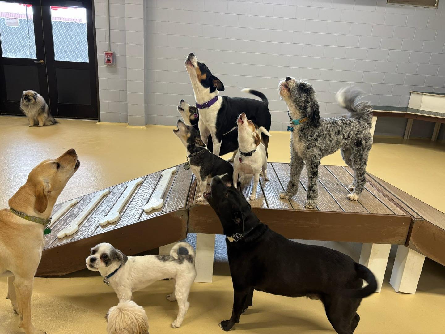 Multiple dogs of different breeds and sizes gather on and around a wooden platform, some looking upward or barking, inside a room with gray walls and a beige floor.