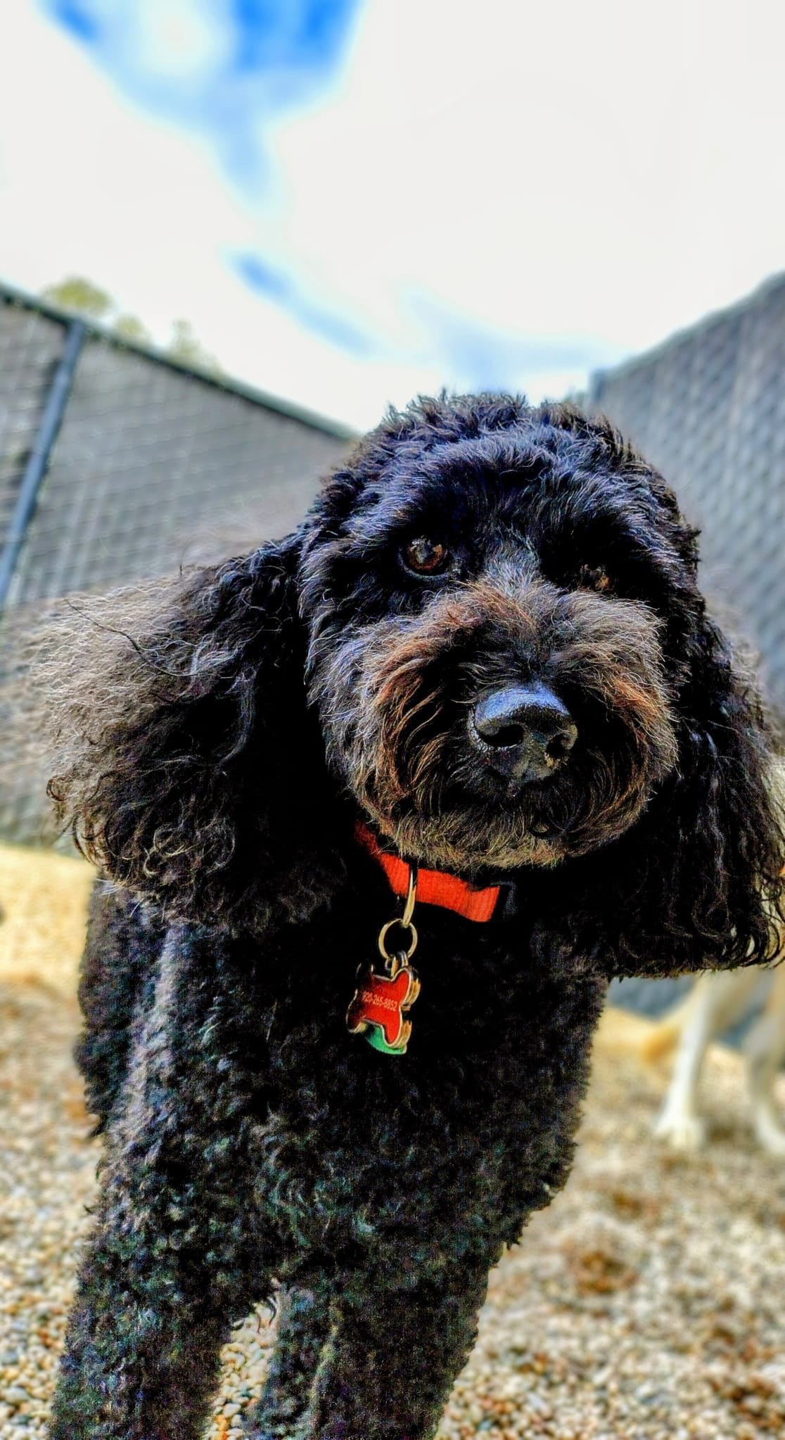 Close-up of a black curly-haired dog wearing a red collar with a bone-shaped tag, outdoors near a chain-link fence.