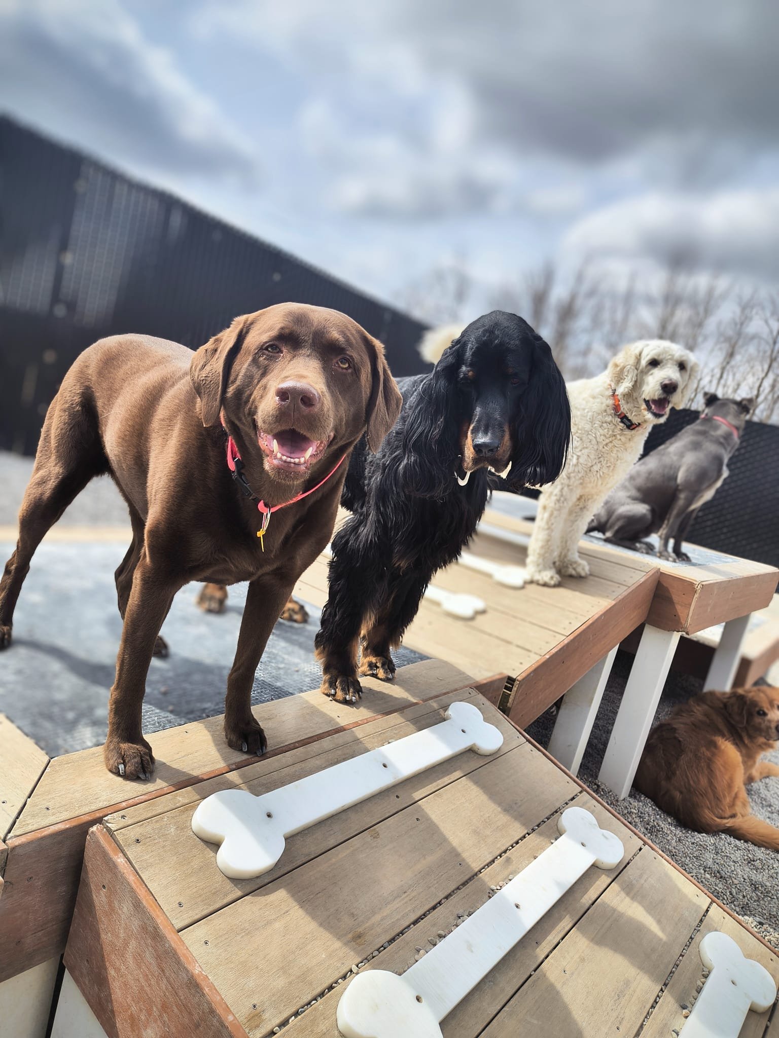 Four dogs sitting and lying on a wooden outdoor platform with bone-shaped decorations, with a dark fence and cloudy sky in the background.