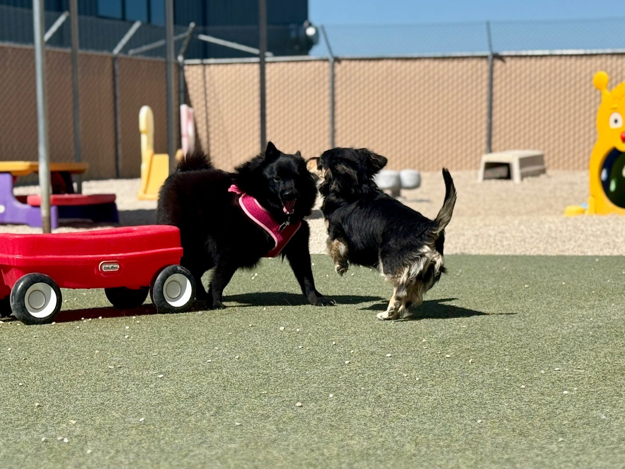 Two dogs playfully interact at a dog park, one is black with a pink harness and the other is a small mixed breed with a black and tan coat, with toys and playground equipment in the background.