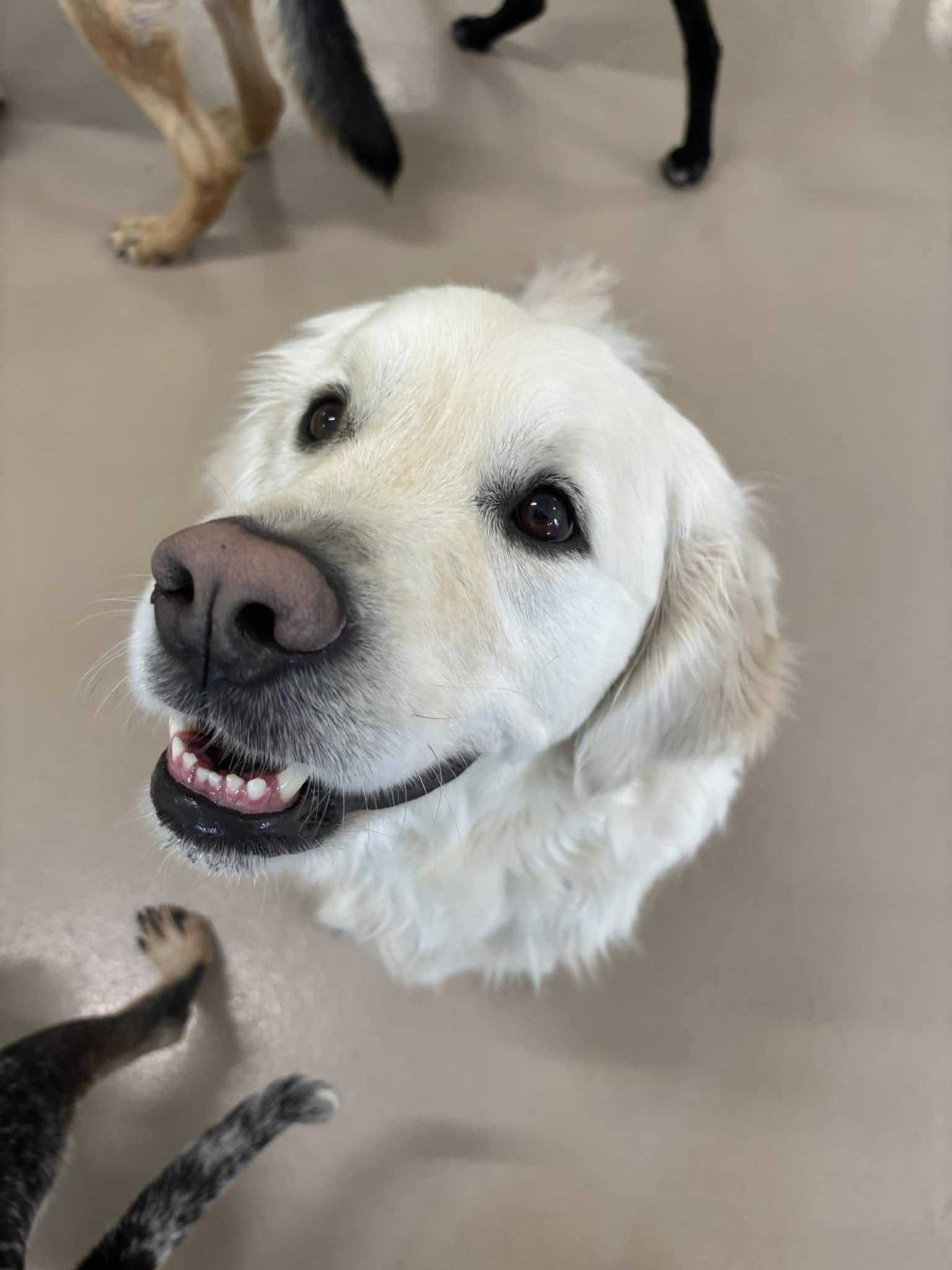Close-up of a happy, white retriever dog looking up at the camera with a friendly expression.