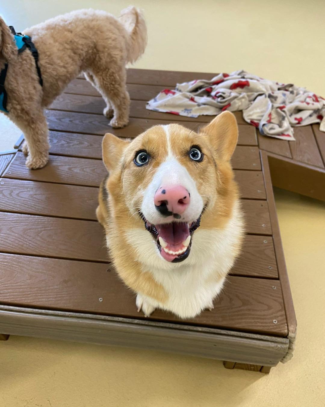 A happy, smiling dog with blue eyes and a pink nose looking up at the camera on a wooden platform, with a smaller, curly-haired dog standing nearby and a blanket in the background.