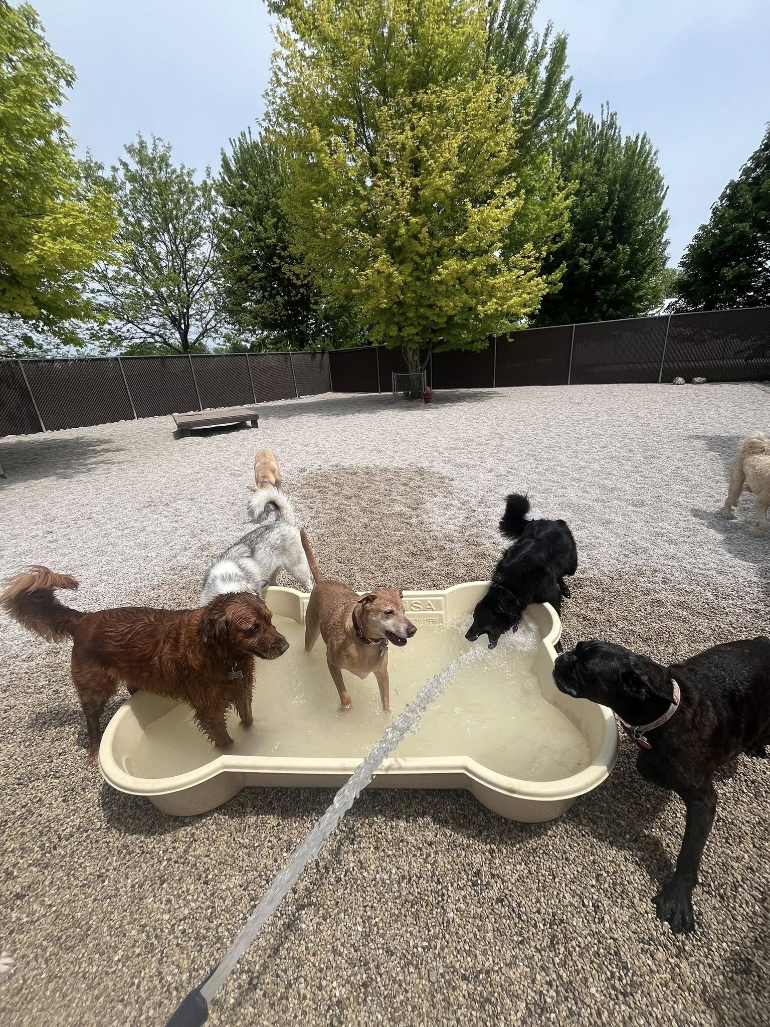 Six dogs playing and cooling off in a pet splash pool in an outdoor dog park, with trees and a fence in the background.