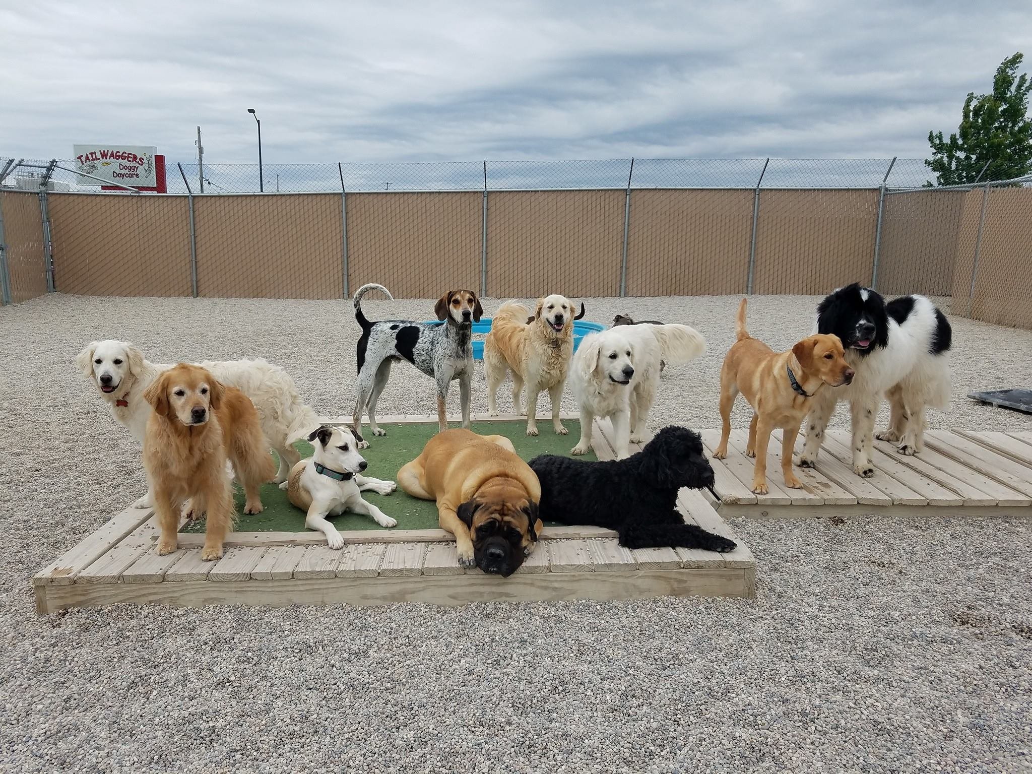 Group of multiple dogs in a fenced outdoor area, some sitting or lying on a small patch of grass surrounded by gravel, with a sign reading 'TALLWAGGERS Doggy Daycare' in the background.