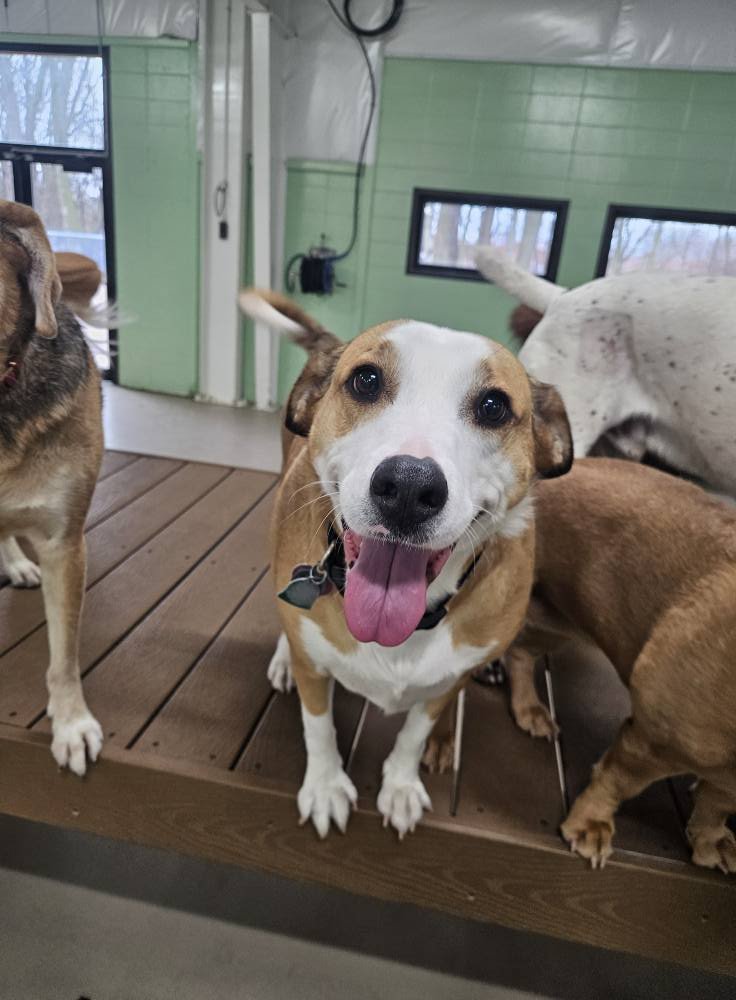 A happy small brown and white dog with its tongue out, standing on a wooden floor inside a building with green and white walls and windows.