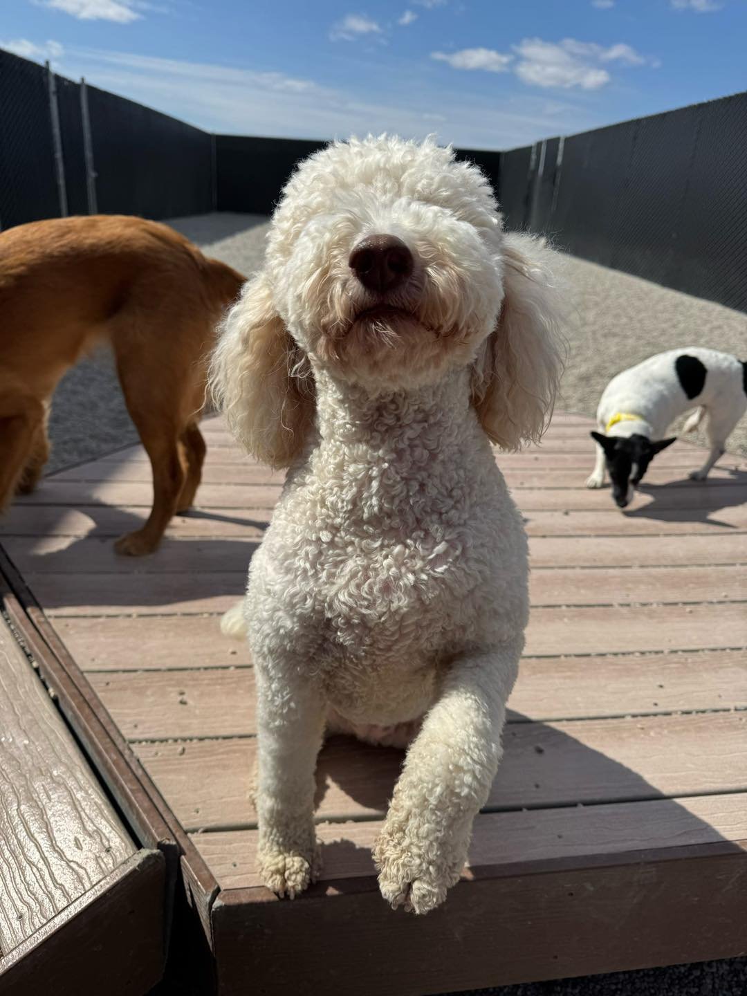 A white curly-haired dog standing on a wooden deck with name tags on other dogs in the background, against a blue sky with a few clouds.