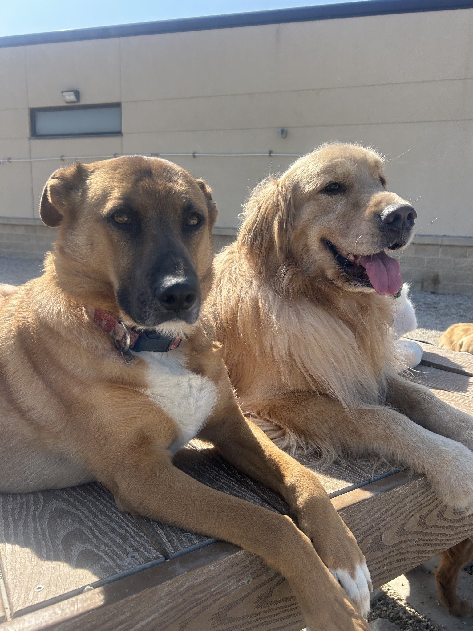 Two dogs, a brown and black mixed breed and a Golden Retriever, sitting on a wooden bench outdoors on a sunny day.