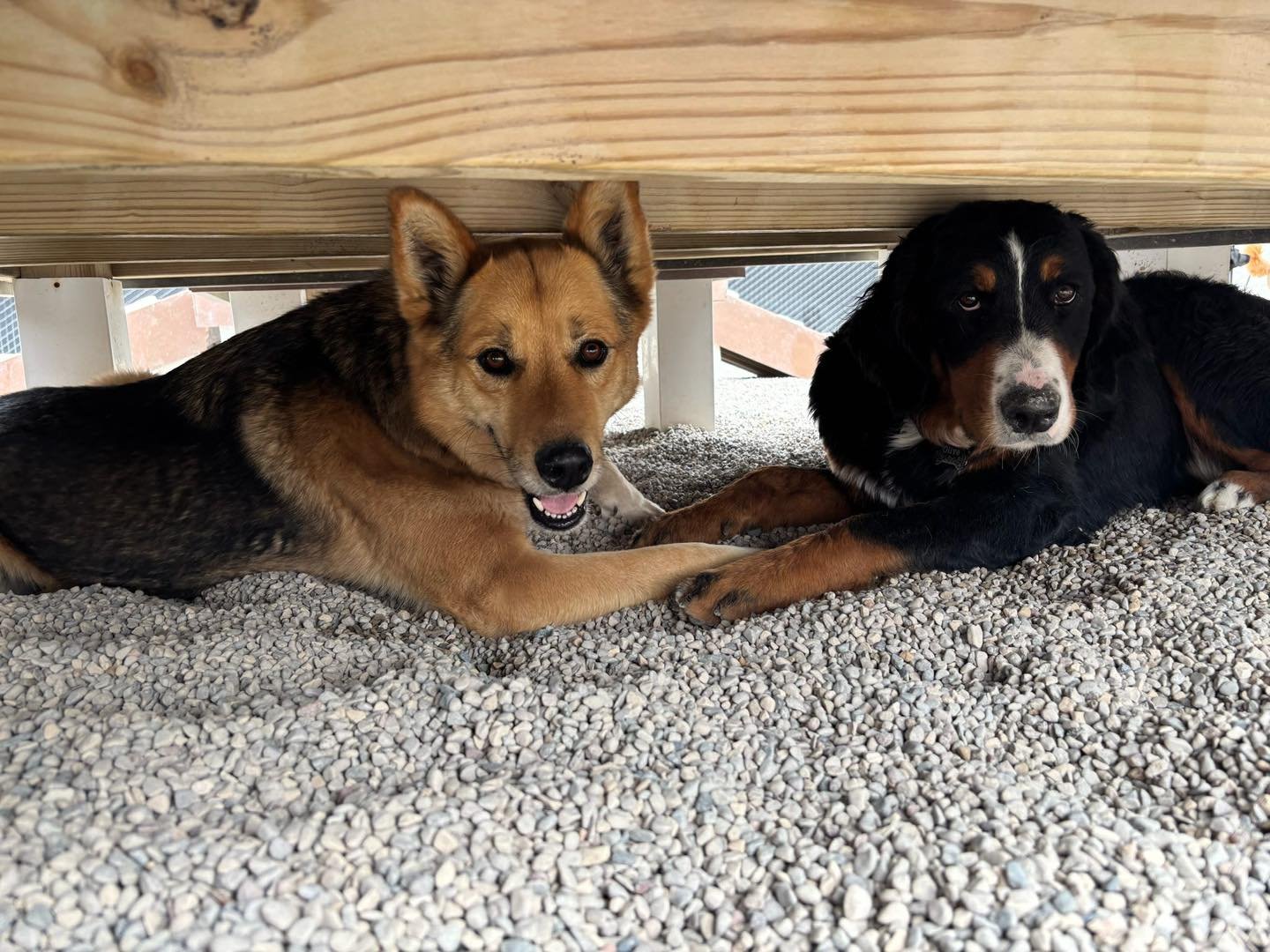 Two dogs lying on a gravel floor underneath a wooden deck, holding paws and looking at the camera.