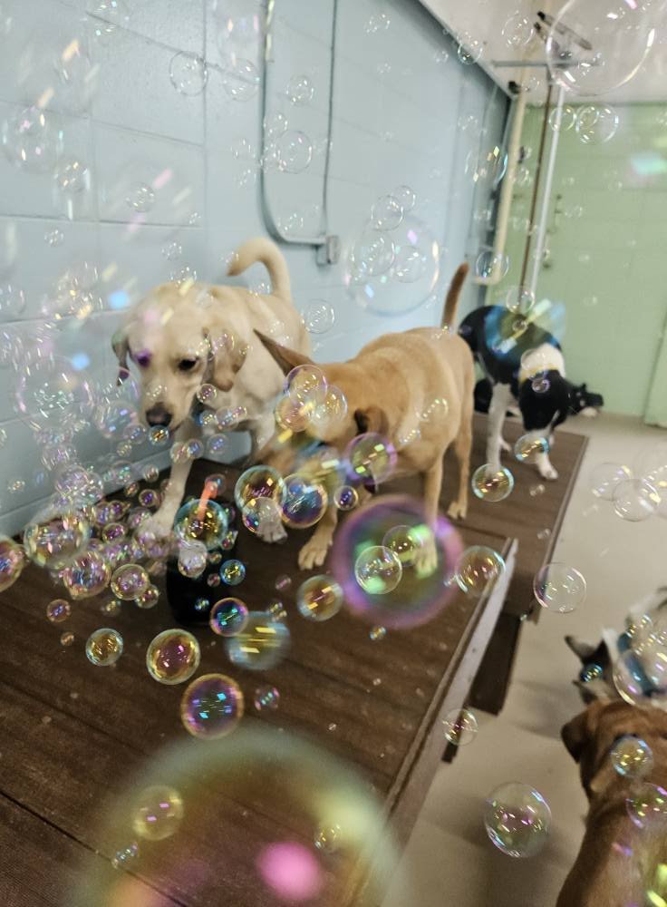 Four dogs in a grooming salon surrounded by floating soap bubbles, some dogs are standing on a wooden grooming table, with a tiled wall and grooming equipment in the background.