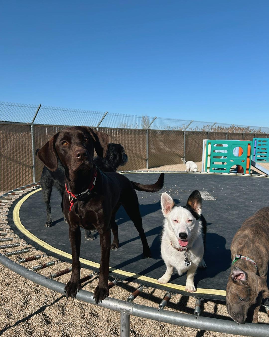 Four dogs standing and sitting on a trampoline in an outdoor dog park, with a tall fence and playground equipment in the background under a clear blue sky.