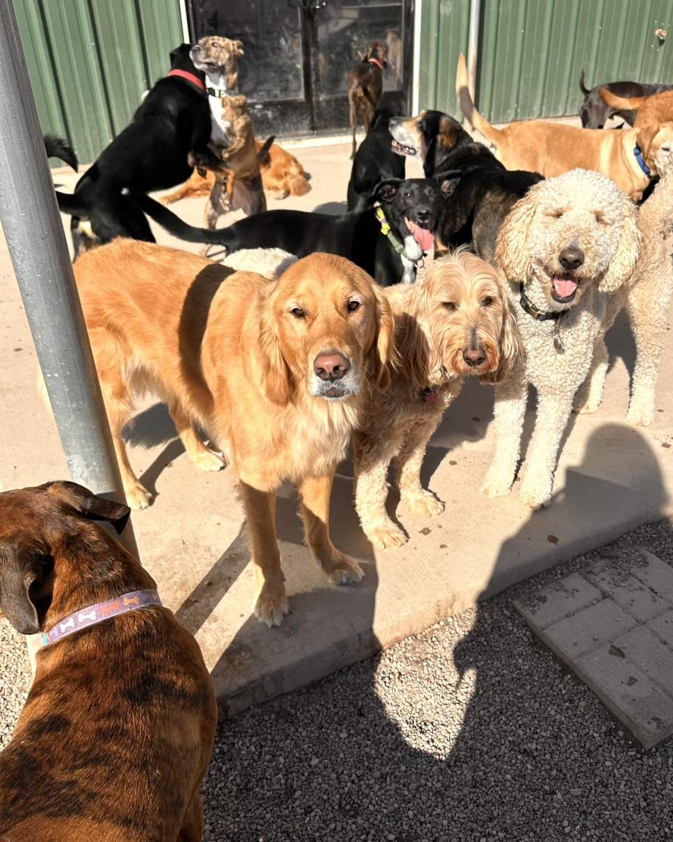 Group of multiple dogs of various breeds standing outside on a sunny day near a building with green walls and a door.