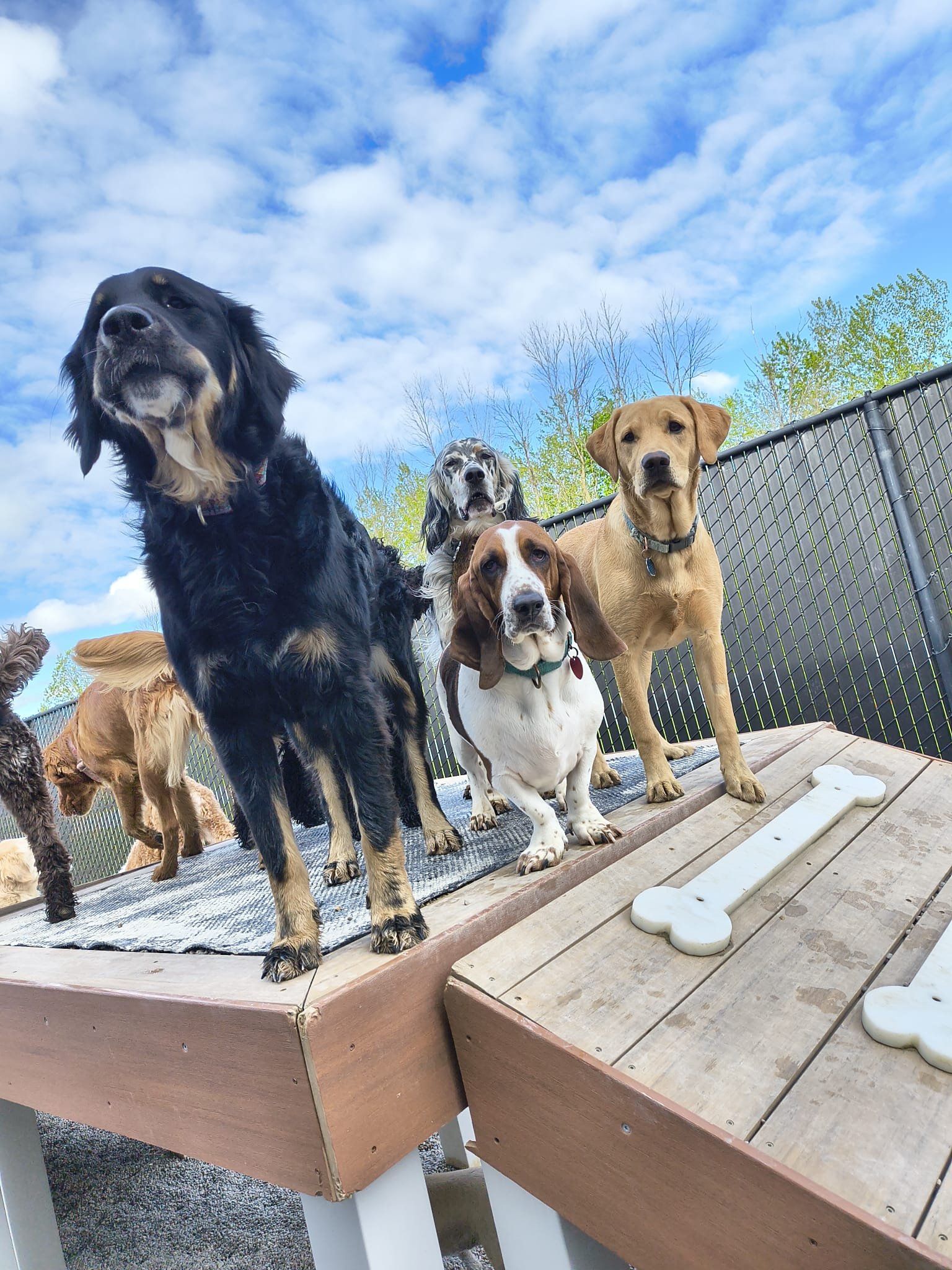 Several dogs standing on an outdoor wooden platform with a fence and blue sky in the background.