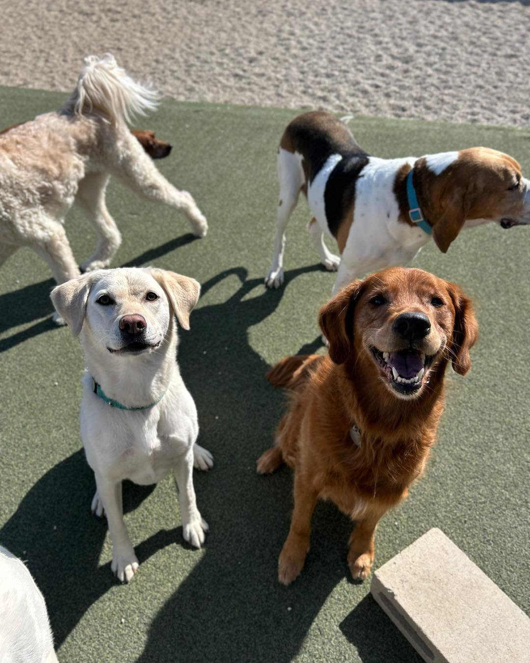 Five dogs on a playground surface, including a smiling brown retriever, a white Labrador mix, a Basset Hound, a cream-colored poodle mix, and a small brown dog partially visible.