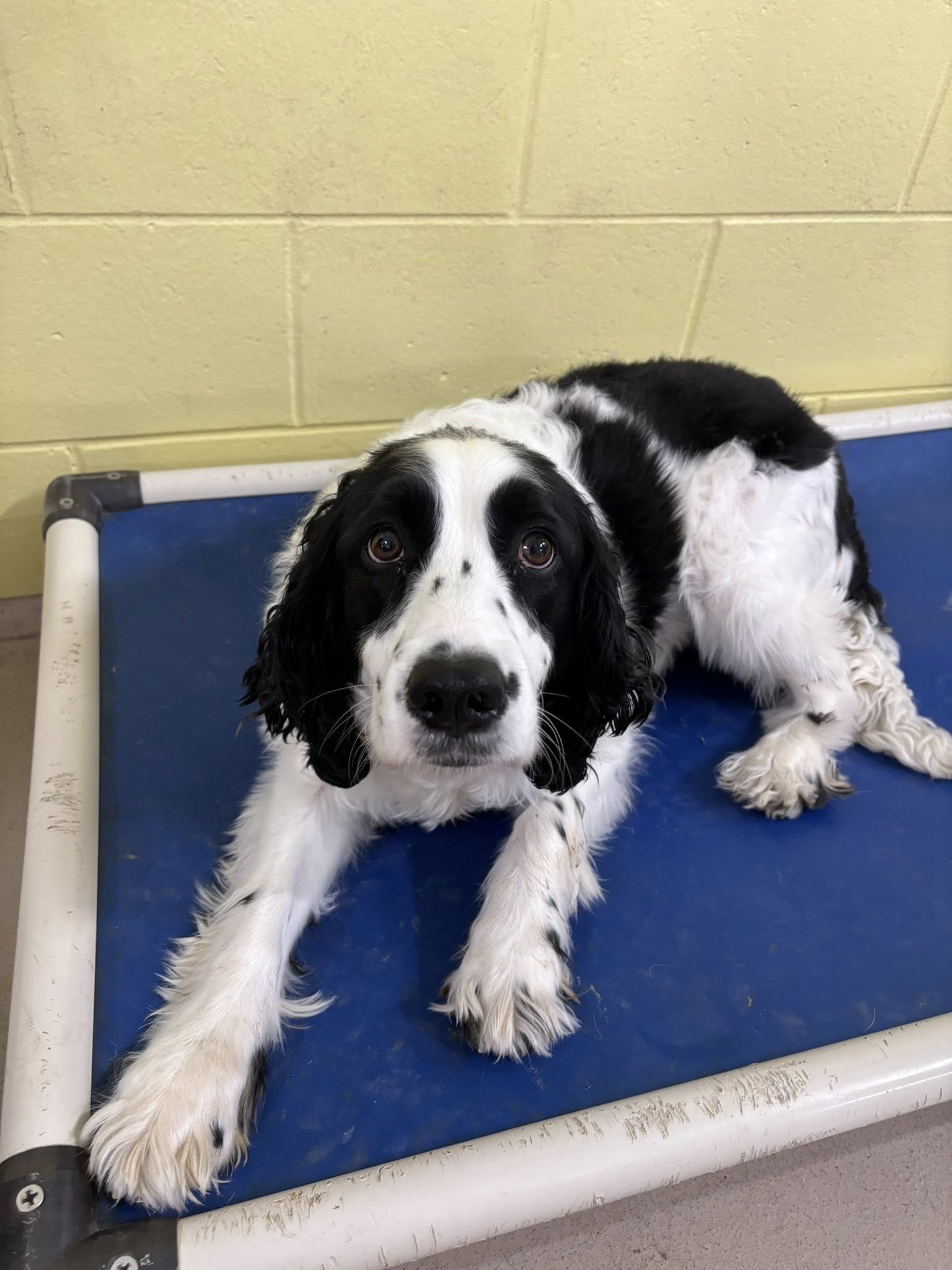 A black and white puppy with long ears lying on a blue examination table in a veterinary clinic.