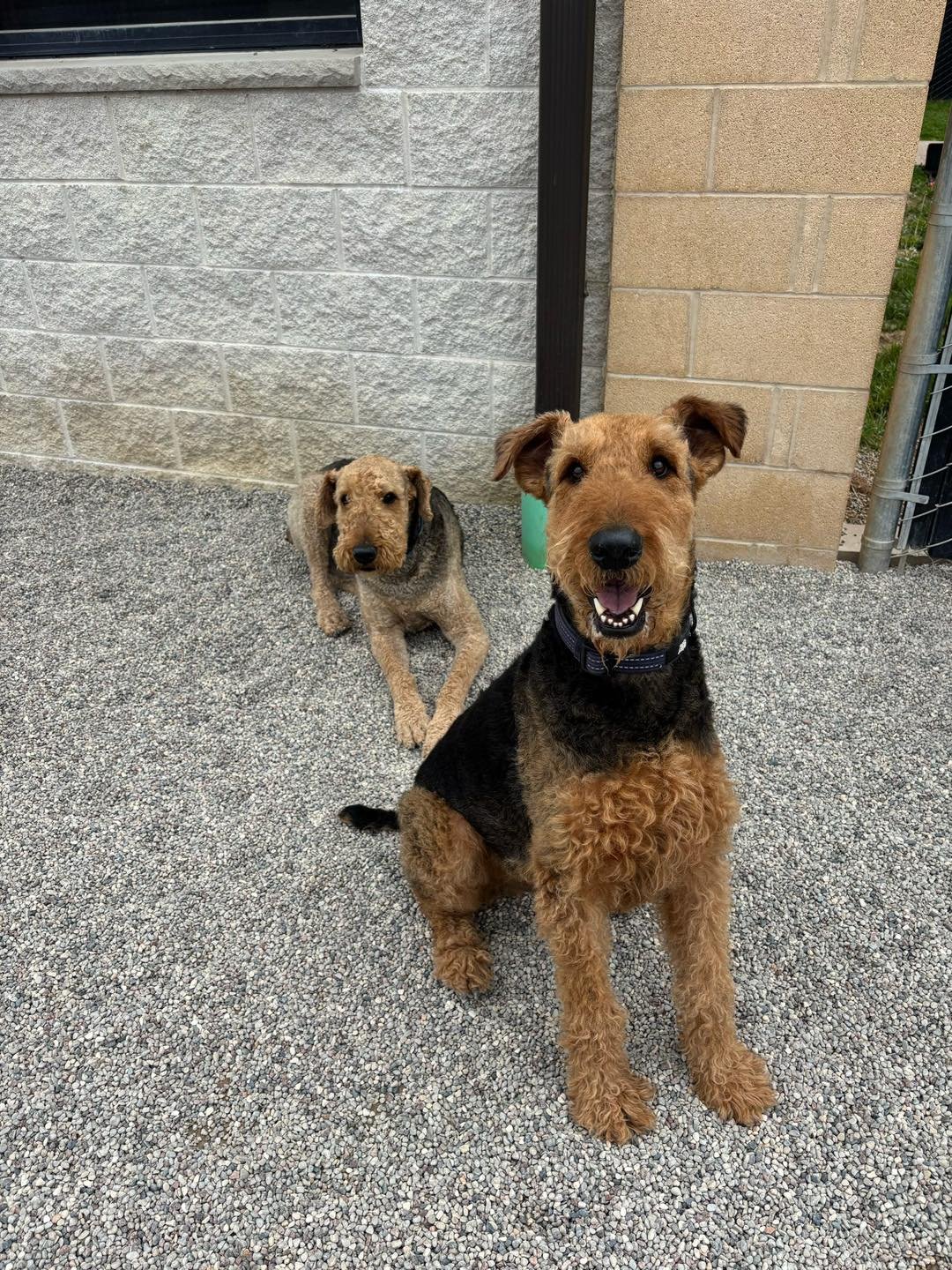 Two dogs, one adult and one puppy, sitting on a gravel surface outside near a building with a beige and gray brick wall.