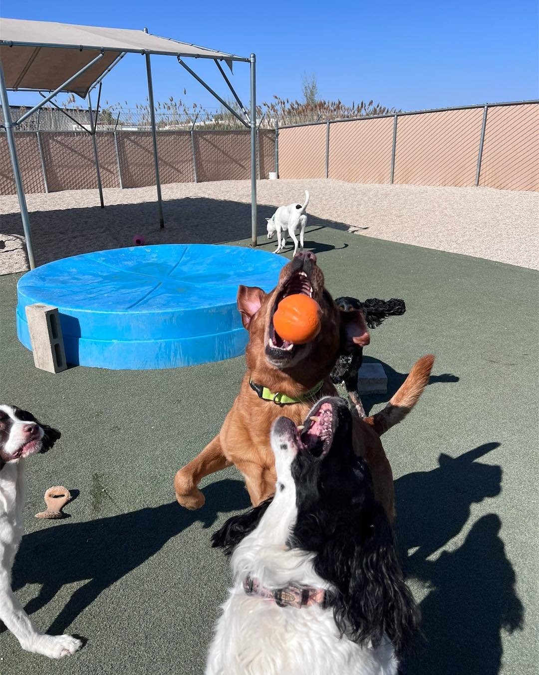 Several dogs playing in an outdoor dog park with a blue kiddie pool and a shade canopy. One brown dog is jumping to catch an orange ball in its mouth, a black and white dog is reaching up towards the ball, and other dogs are visible in the background