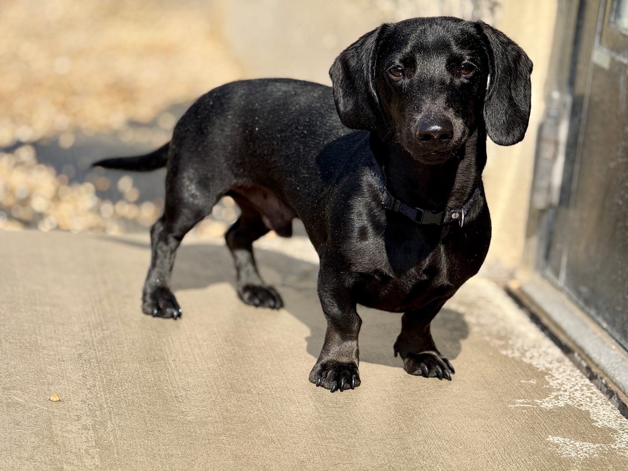 Black dachshund standing on a concrete surface near a glass door, looking directly at the camera.